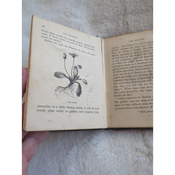 1846 Rev C.A. Johns Botanical Rambles London SPCK Engravings HC Rough Condition
