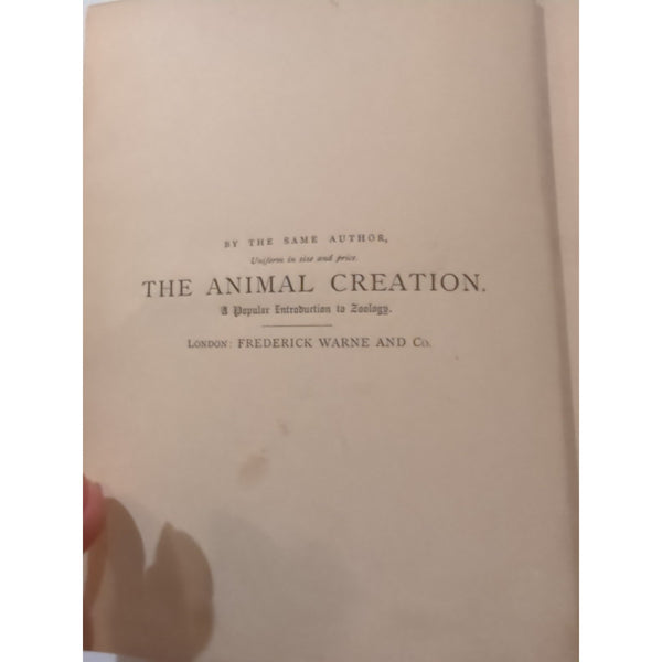 The Natural History of Birds by T. Rymer Jones Late 1800s HC Antique