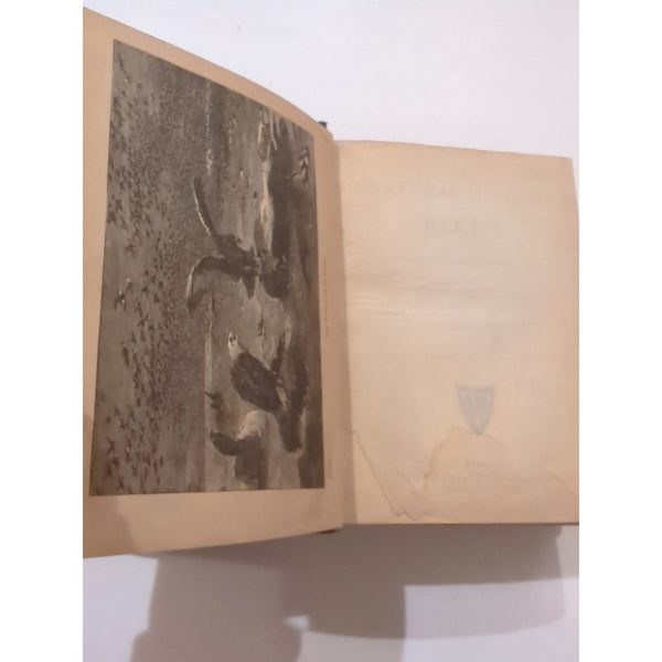 The Natural History of Birds by T. Rymer Jones Late 1800s HC Antique