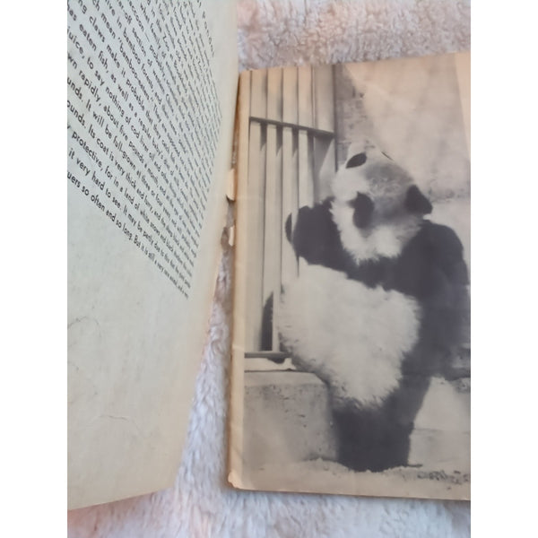 1938 I'M A PANDA The Story of the Baby Giant Panda Whitman Publishing Rough Cond